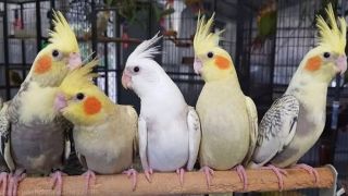 tiendas de jaulas en cali El Eden de las Aves