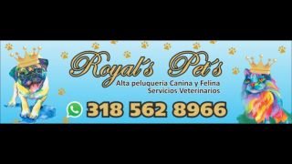 cursos peluqueria canina cali Peluqueria Canina y Felina Royal's Pet's