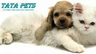 peluquerias caninas en cali TATA PETS | Peluqueria Canina y Felina | Estetica y Spa para tus mascotas