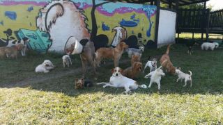 dog sitter cali Xcapet Hotel Y Guarderia Para Mascotas